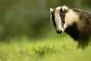 European badger (Meles meles) cub in grassland. Scotland, UK, August