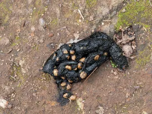 Umbria Prints: European badger (Meles meles) faeces, Podere Montecucco, Orvieto, Umbria, Italy. February