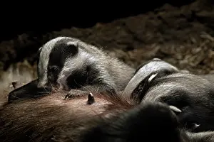 Captive Prints: European badger (Meles meles) female suckling litter of cubs in underground chamber of badger sett in spring