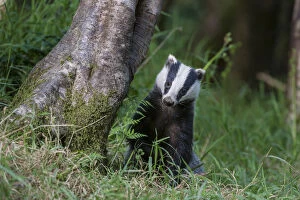 European badger (Meles meles) foraging in deciduous woodland. June, Mid Devon, UK