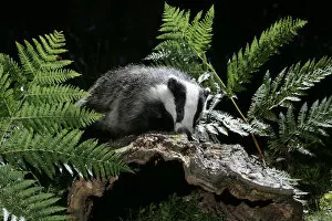 Images Dated 11th January 2006: European badger {Meles meles} foraging in woodland. Scotland, UK