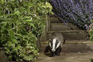 2020 August Highlights Collection: European badger (Meles meles) juvenile walking down some garden steps at night