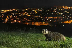 Images Dated 17th May 2012: European Badger (Meles meles) on the North Downs above Folkestone. Kent, UK, June
