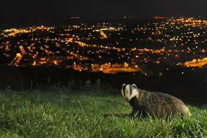City Prints: European Badger (Meles meles) on the North Downs above Folkestone. Kent, UK, June