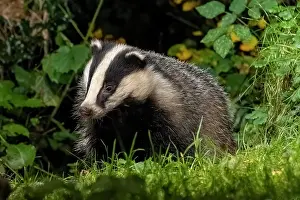 France Prints: European badger (Meles meles) portrait
