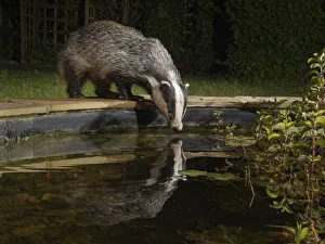 European badger (Meles meles) reflected in a garden pond as it drinks from it at night