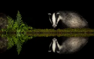 Meles Prints: European badger (Meles meles) and reflection woodland pond at night. Scotland, UK