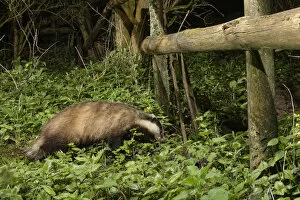 2020 June Highlights Collection: European badger (Meles meles) using a trail under a fence separating a garden