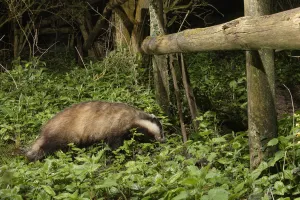 European badger (Meles meles) using a trail under a fence separating a garden