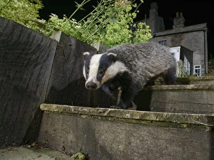 European badger (Meles meles) walking down garden steps at night