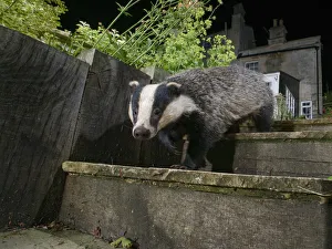 Houses Prints: European badger (Meles meles) walking down garden steps at night