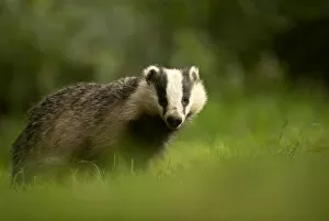 European badger (Meles meles) in woodland. Scotland, August