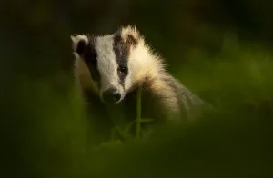 Meles Prints: European badger (Meles meles) in woodland in late evening light. Scotland, UK, August