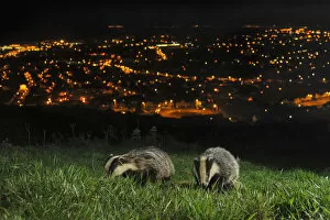 European Badgers (Meles meles) adult and juvenile on the North Downs above Folkestone, Kent, UK