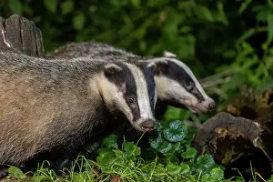 France Prints: Two European badgers (Meles meles) foraging in undergrowth at night