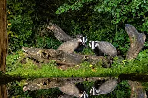 France Prints: Two European badgers (Meles meles) in an undergrowth at night reflection in artifical pool