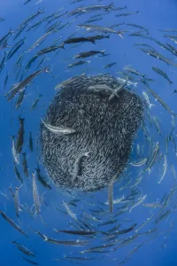 Images Dated 30th August 2013: European barracuda (Sphyraena sphyraena) and Bluefish (Pomatomus saltatrix) circling