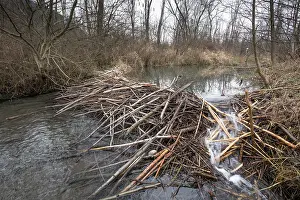 Castoridae Prints: European beaver (Castor fiber) dam on river, River Ain, Alps, France. January