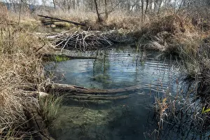 Castoridae Prints: European beaver (Castor fiber) dam on river, River Ain, Alps, France. December