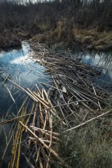 Castoridae Prints: European beaver (Castor fiber) dam on river, River Ain, Alps, France. January