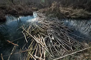 Castoridae Prints: European beaver (Castor fiber) dam on river, River Ain, Alps, France. January