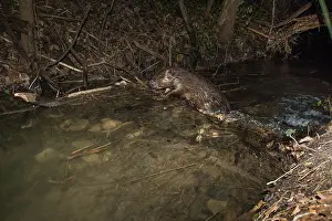 European beaver (Castor fiber) on its dam in small river at night, Isere, Alps, France. February. Camera trap image