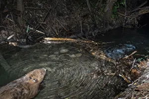 Castoridae Prints: European beaver (Castor fiber) on its dam in small river at night