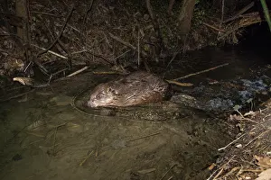 Castoridae Prints: European beaver (Castor fiber) on its dam on a small river at night