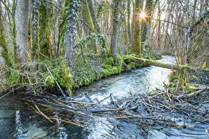 Castoridae Prints: European beaver (Castor fiber) dam on woodland river in evening light