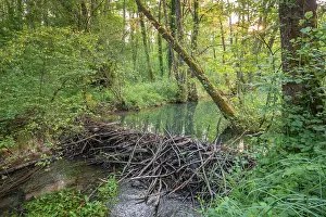 Castoridae Prints: European beaver (Castor fiber) dam on woodland river in evening light