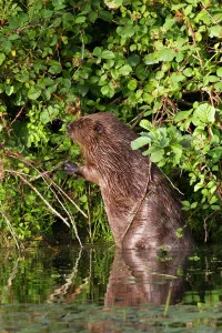 Rodentia Prints: European Beaver (Castor fiber) eating blackberries by standing on its hind legs