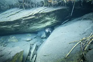 Riverbeds Prints: European beaver (Castor fiber) emerging from its underwater burrow