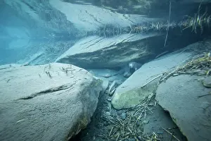 Riverbeds Prints: European beaver (Castor fiber) emerging from its underwater burrow
