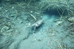 Burrow Prints: European beaver (Castor fiber) entering its underwater burrow