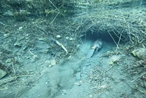 Burrow Prints: European beaver (Castor fiber) entering its underwater burrow