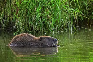 Rodentia Prints: European beaver (Castor fiber) feeding on vegetation along reedbed in stream