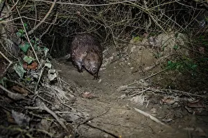 European beaver (Castor fiber) foraging at night, Ain, Alps, France. February. Camera trap image