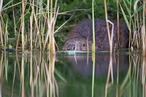 Reedbed Prints: European beaver (Castor fiber) hiding in reed bed at water's edge