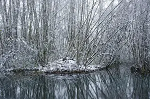 Homes Prints: European beaver (Castor fiber) lodge on riverbank covered in snow in winter