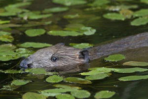 Images Dated 5th August 2016: European Beaver (Castor fiber) amongst Pondweed (Potomogeton natans) in freshwater
