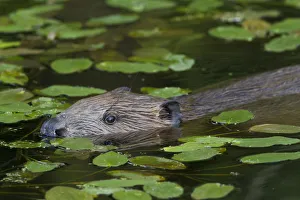 European Beaver (Castor fiber) amongst Pondweed (Potomogeton natans) in freshwater
