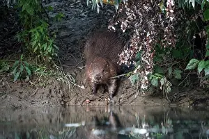 Castoridae Prints: European beaver (Castor fiber) returning to the river via a beaver path carrying a branch in its mouth
