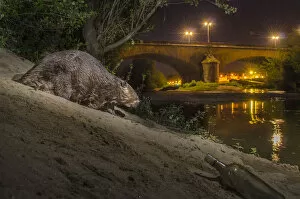 European beaver (Castor fiber) at river bank in urban environment at night, Grenoble