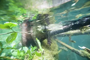 Branch Prints: European beaver (Castor fiber) in river feeding on a fallen tree