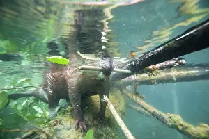 European beaver (Castor fiber) in river feeding on a fallen tree, <br> River Rhone, Alps, France. May