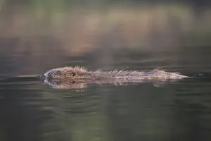 Images Dated 29th May 2009: European beaver (Castor fiber) swimming in river, Bergslagen, Sweden, June 2009