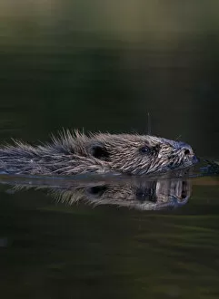 European beaver (Castor fiber) swimming in river, Bergslagen, Sweden, June 2009