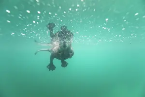 Swimming Animal Prints: European beaver (Castor fiber) swimming on the surface