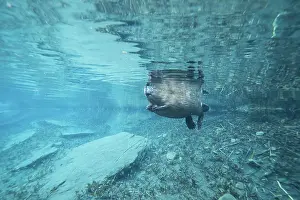 Castoridae Prints: European beaver (Castor fiber) swimming on the surface