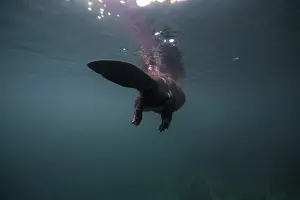 Castoridae Prints: European beaver (Castor fiber) swimming on the surface